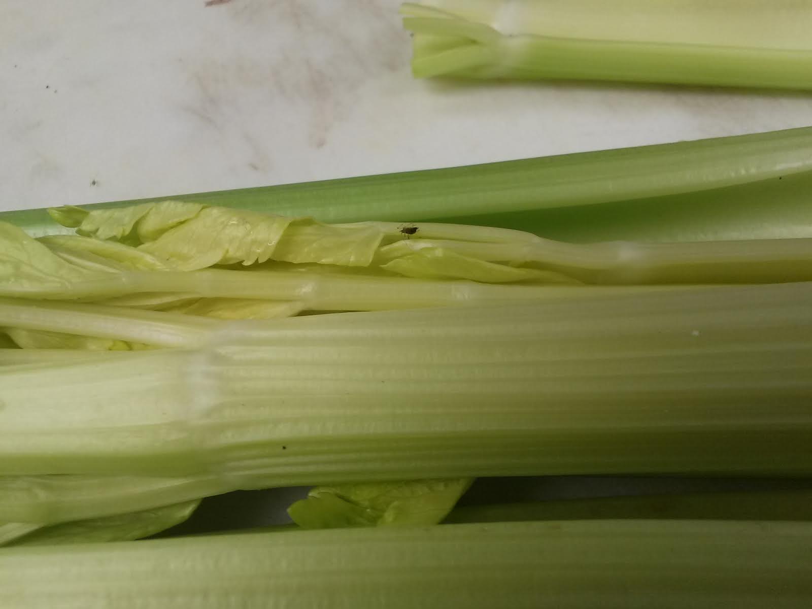 2014-3-7 Kosher Alert - celery unnamed