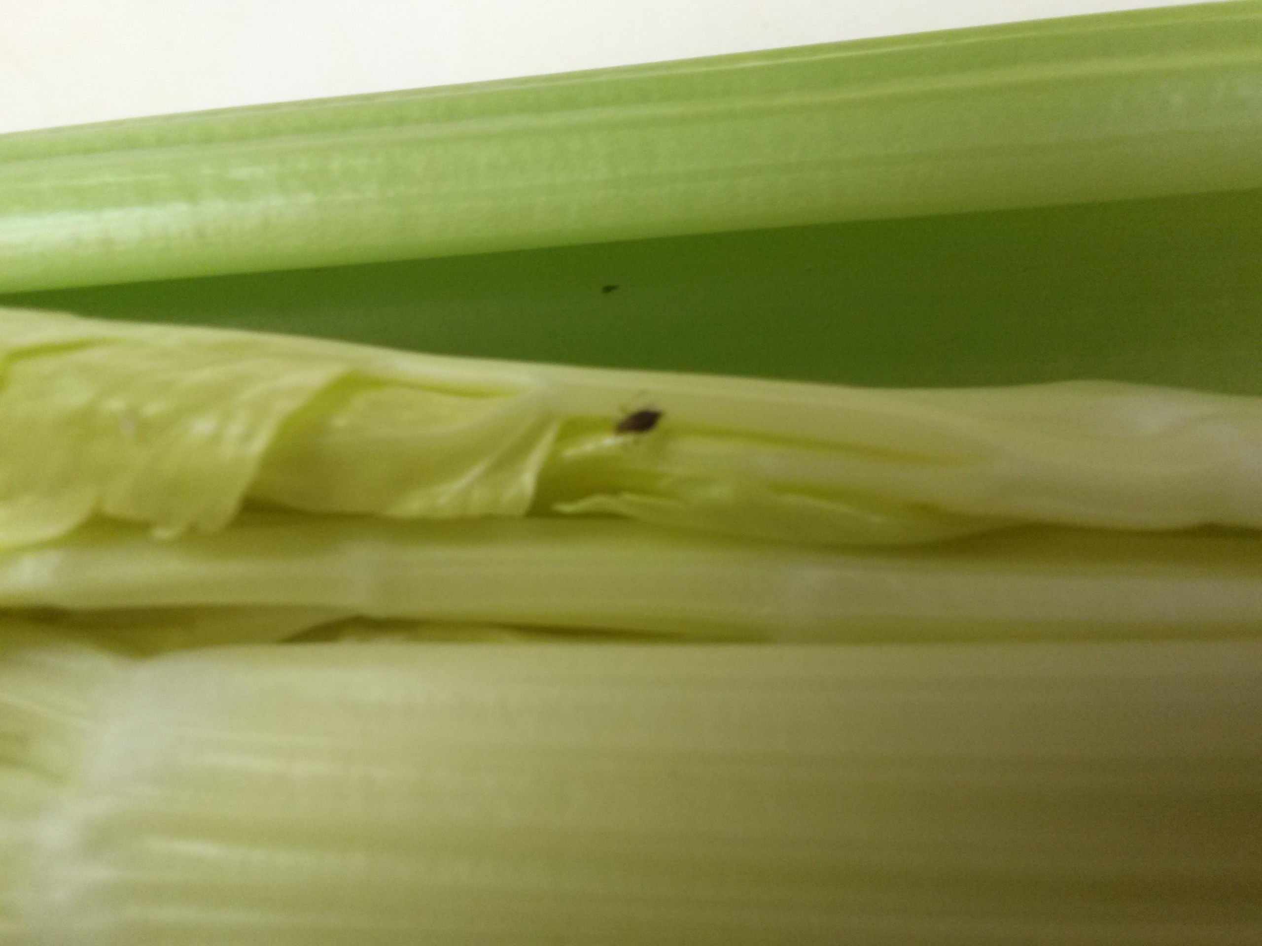 2014-3-7 Kosher Alert - celery2