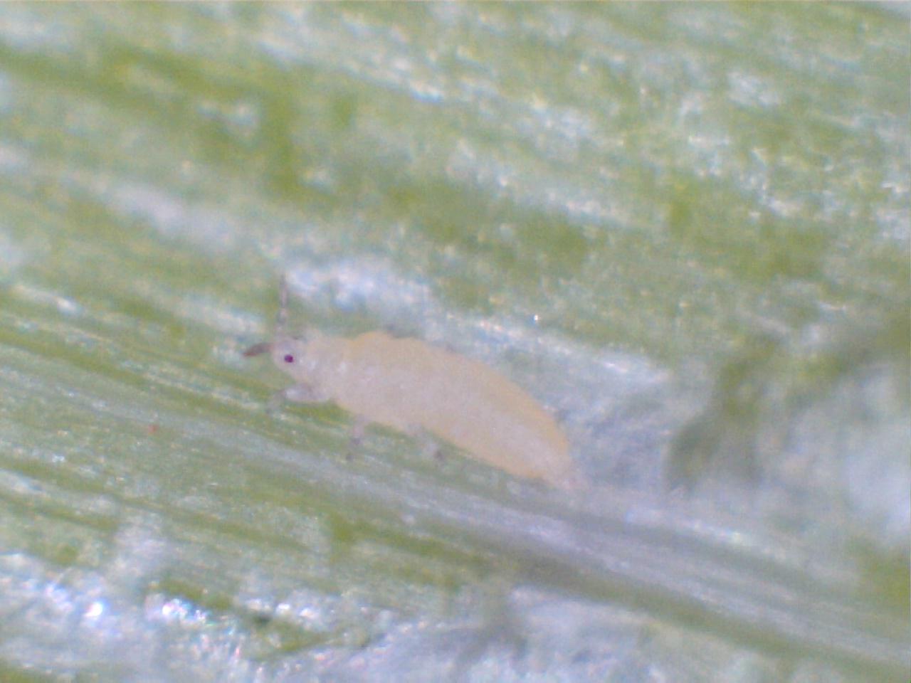 2014-3-7 Kosher Alert - scallions thrip larvae
